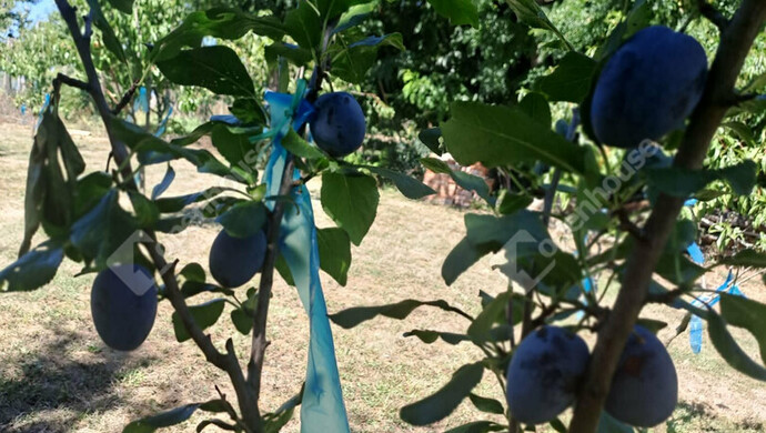 12. kép | Eladó Zárt kert, Lenti (#179558)