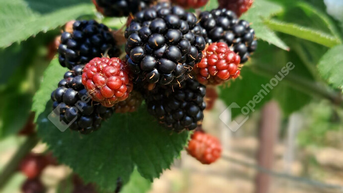 14. kép | Eladó Zárt kert, Lenti (#179558)