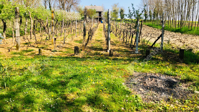 33. kép | Eladó Nyaraló, Murakeresztúr (#181161)