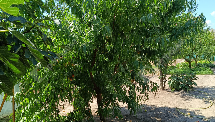 32. kép | Eladó Családi ház, Nagykanizsa (#176993)