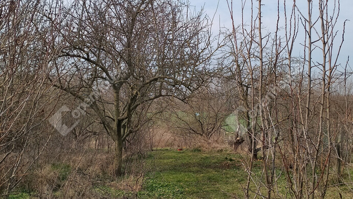 12. kép | Eladó Családi ház, Marcaltő (#177218)