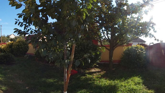 9. kép | Kert | Eladó Családi ház, Emőd (#177531)